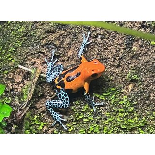Ranitomeya imitator Varadero