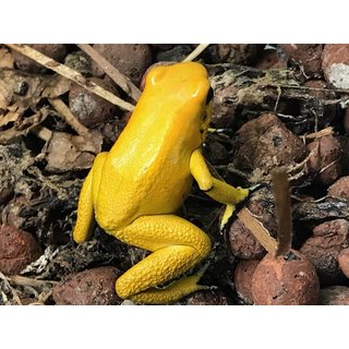 Junges Paar Phyllobates terribilis gelb