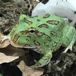 Pacmanfrog Ceratophrys ornata