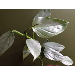Philodendron hastatum