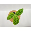 Calathea Zebrina Babyplant