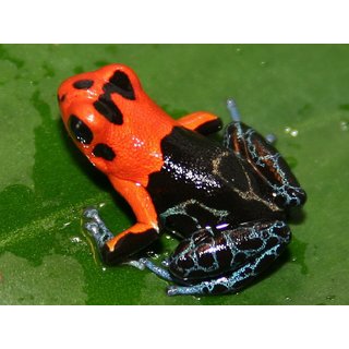 Ranitomeya fantasticus varadero