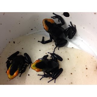 ANGEBOT Dendrobates tinctorius Lorenzo