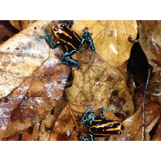 Ranitomeya amazonica iquitos Zuchtpaar