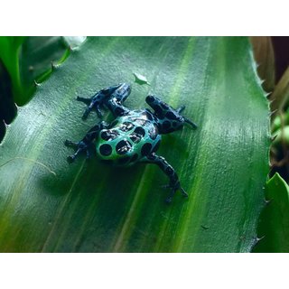 Ranitomeya variabilis Giant