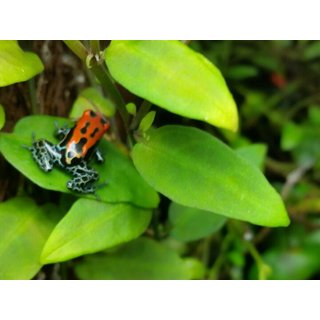 Ranitomeya amazonica Arena Blanka