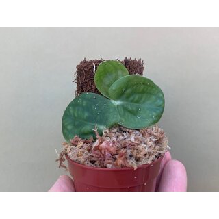 Rapidophora celatocaulis