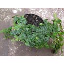 Ficus aus  Kolumbien