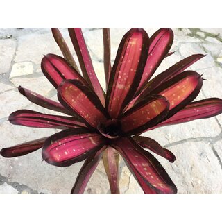 Neoregelia kahala dawn