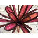 Neoregelia kahala dawn