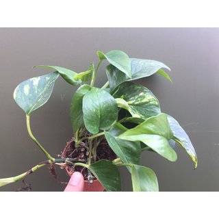 Epipremnum spec.