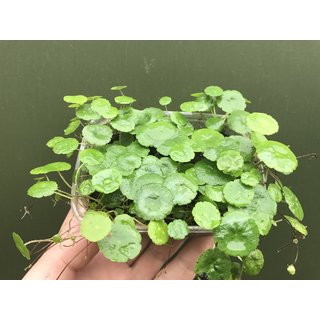 Hydrocotyle spec. Wassernabel