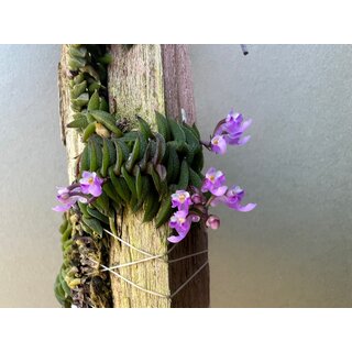 Schoenorchis scolopendria