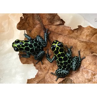 Ranitomeya imitator nominat