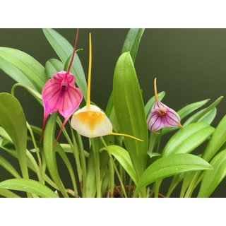 Angebot Masdevallia Mix 3