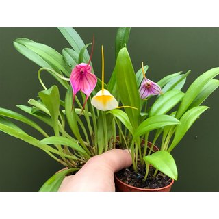 Angebot Masdevallia Mix 3