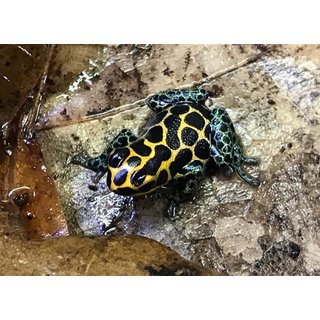 Ranitomeya imitator Tarapoto