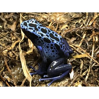 Junges Pärchen Dendrobates azureus