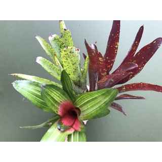 Angebot Neoregelia Medium Mix 1