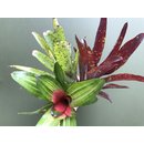 Angebot Neoregelia Medium Mix 1