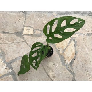 Angebot Monstera adansonii