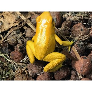 Phyllobates terribilis gelb P�rchen 1,1