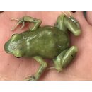 Dendrobates auratus El Oro