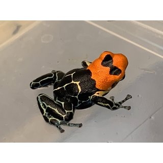 Ranitomeya fantastica Monte Cristo