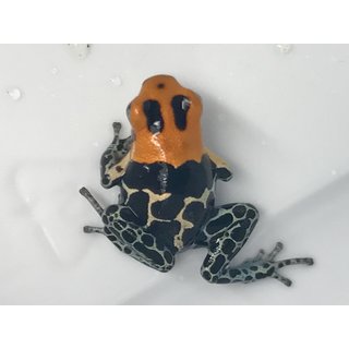 Ranitomeya fantastica Monte Cristo
