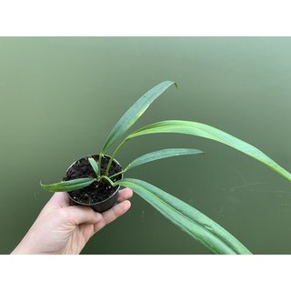 Anthurium bakeri