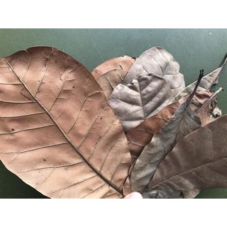 Cashewleafs from Brasil