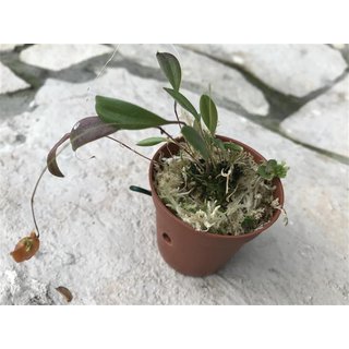 Lepanthes caprimulgus