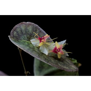 Lepanthes saltatrix