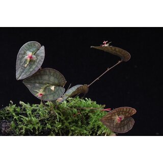 Lepanthes saltatrix