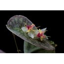 Lepanthes saltatrix