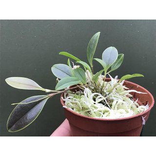 Lepanthes jimenez x caprimulgus