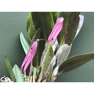 Restrepia contorta