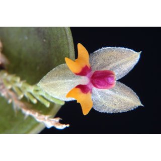 Lepanthes uxoria