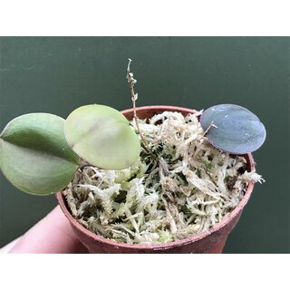 Lepanthes uxoria