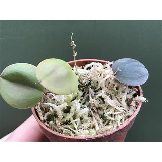 Lepanthes uxoria
