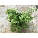 Asplenium bulbiferum
