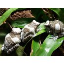 Trachycephalus resinifictrix Baumhhlen-Krtenlaubfrosch