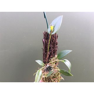 Pleurothallis bothros