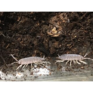 Porcellionides pruinosus