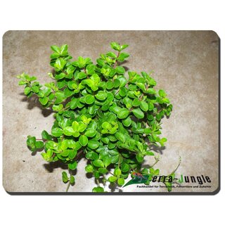 Peperomia rotundinfolia spec. Brasil