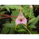 Masdevallia kimballiana x ampullacea