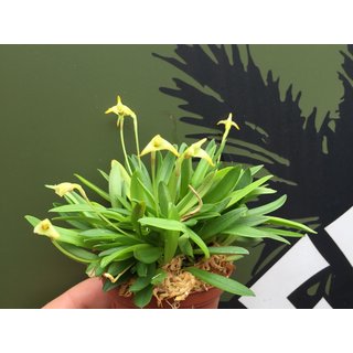 Masdevallia minuta