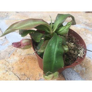 Nepenthes globosa