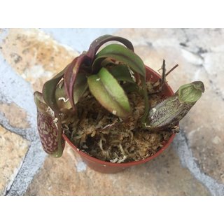 Nepenthes gymnamphora