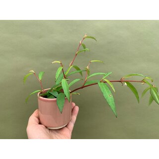 Begonia polygonoides